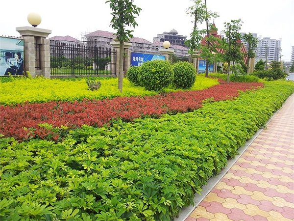 绿化带绿化养护