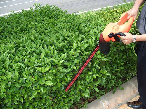 路边绿化带养护